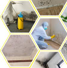 Mold Emergency: Understanding the Urgency of Professional Mold Remediation