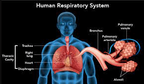 Breathing Life into Lung Health: Exploring the Wonders of the Respiratory System