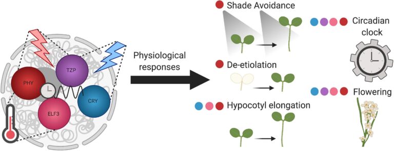 A Multifaceted action of Phytochrome B in Plant Environmental edition