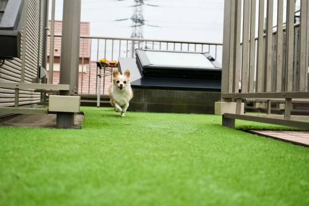 The Ultimate Guide to Artificial Turf for Dogs: A Pet-Friendly Landscaping Solution