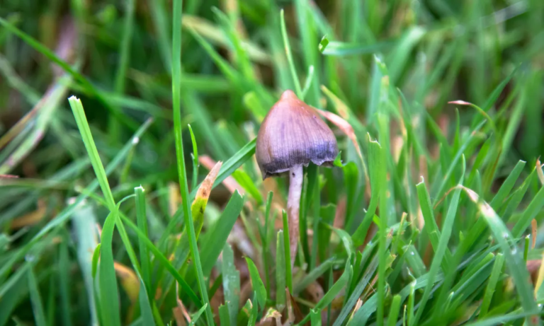 A Guide to Identifying Mystical Shrooms