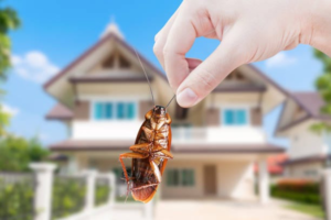 Reasons to Get Pest Control Services for Businesses
